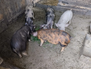 Purceii de vânzare în Satul Rași.