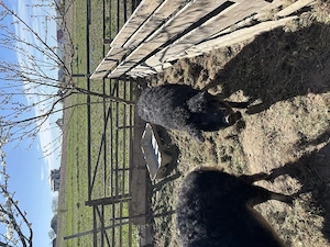 Vând Vier Mangaliță 