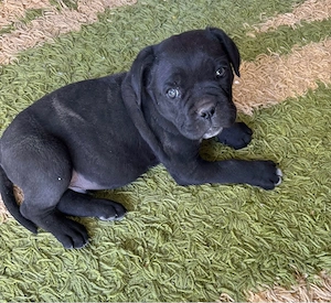 Puiut Cane Corso Rasa baetel pura varsta 8 saptamani  - imagine 3