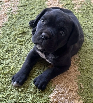 Puiut Cane Corso Rasa baetel pura varsta 8 saptamani  - imagine 2