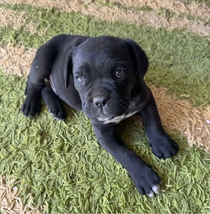 Puiut Cane Corso Rasa baetel pura varsta 8 saptamani  - imagine 4