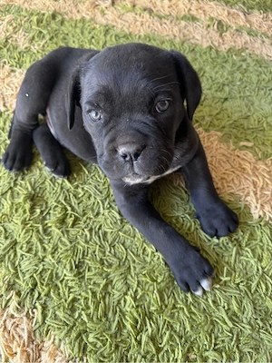 Puiut Cane Corso Rasa baetel pura varsta 8 saptamani  - imagine 5