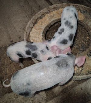 Vând purcei de 8 săptămâni  - imagine 2