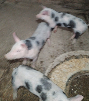 Vând purcei de 8 săptămâni 