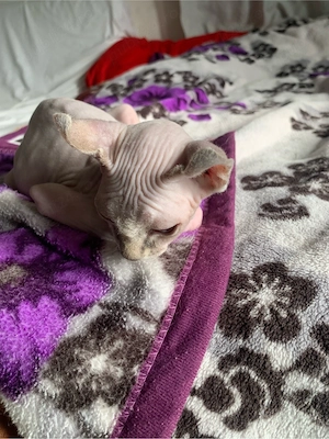 Baietel Sphinx Elf cuminte face la litiera mananca bobite premium varsta 4 luni. - imagine 3