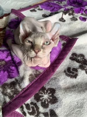 Baietel Sphinx Elf cuminte face la litiera mananca bobite premium varsta 4 luni. - imagine 4