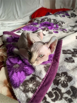 Baietel Sphinx Elf cuminte face la litiera mananca bobite premium varsta 4 luni. - imagine 2