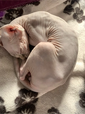 Baietel Sphinx Elf cuminte face la litiera mananca bobite premium varsta 4 luni.