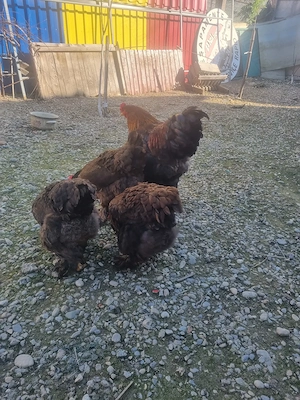 Vand familie BRAHMA - imagine 2