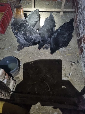 Vand familie BRAHMA - imagine 3