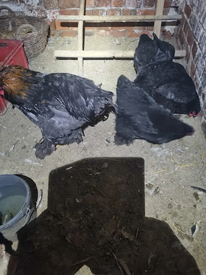 Vand familie BRAHMA - imagine 4