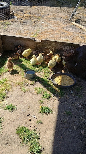 vand pui de curca  - imagine 4