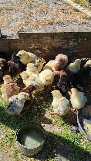 vand pui de curca  - imagine 3