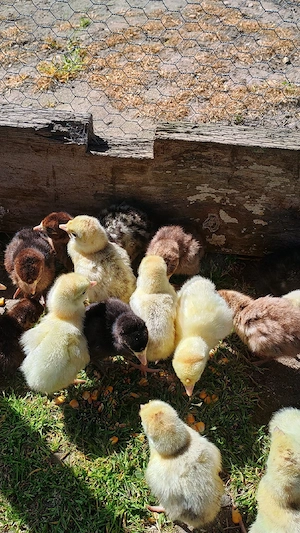 vand pui de curca  - imagine 2