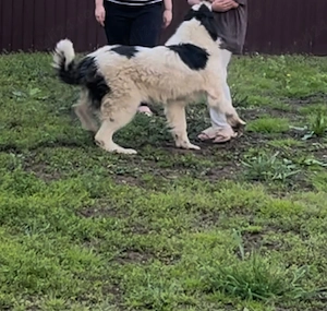 Mascul ciobănesc de Bucovina  - imagine 2