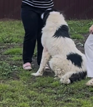 Mascul ciobănesc de Bucovina 