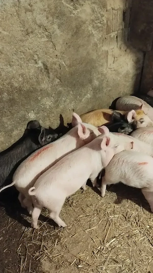 Vând purcei de 9-10 săptămâni  - imagine 7