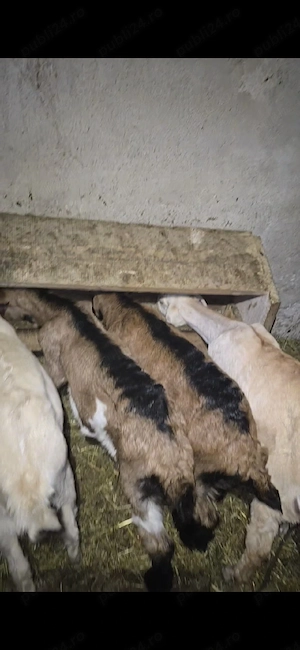 Iezi de vânzare  - imagine 2