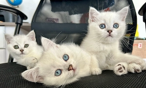 Pisici british shorthair silver 