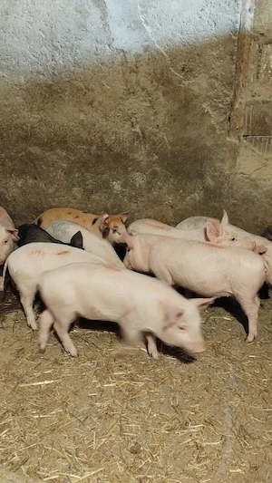 Vând purcei de 9 săptămâni 