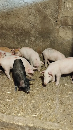 Vând purcei de 9-10 săptămâni  - imagine 5