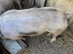 Vând scroafa de sacrificat rasa petrean-belgian - imagine 2