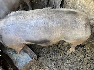 Vând scroafa de sacrificat rasa petrean-belgian