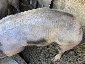 Vând scroafa de sacrificat rasa petrean-belgian - imagine 3