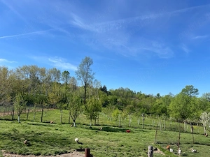 Proprietate completă: casă + teren 9.000 mp   Cârligei,Gorj - imagine 5