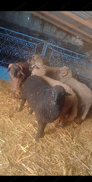 Vand oite si berbec - imagine 2