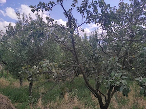 Vanzare casa - magazin - Licuriciu, Calinesti - Teleorman - teren 1400mp - imagine 7