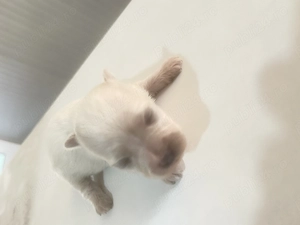 Vând pui de bichon maltez mini toys - imagine 5