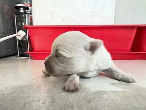 Vând pui de bichon maltez mini toys - imagine 2