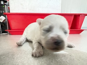 Vând pui de bichon maltez mini toys - imagine 3