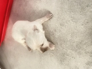 Vând pui de bichon maltez mini toys - imagine 4