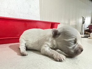 Vând pui de bichon maltez mini toys