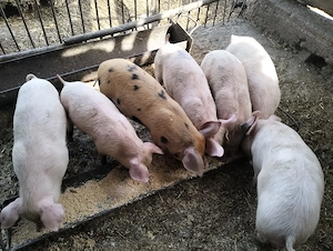 Purcei 8 săptămâni 