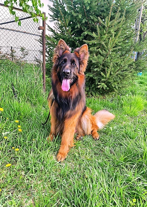 Ciobanesc german mascul