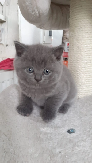 British Shorthair 
