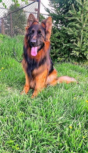 Ciobanesc german mascul - imagine 2