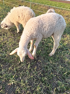 Vând 5 mieluțe lacaune