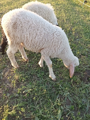 Vând 5 mieluțe lacaune - imagine 2