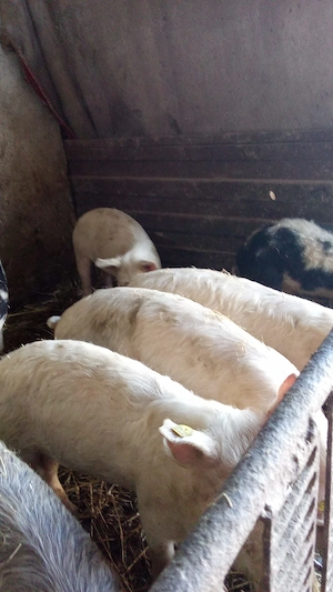 De vânzare purcei..... - imagine 4