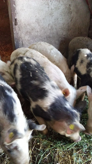 De vânzare purcei.....