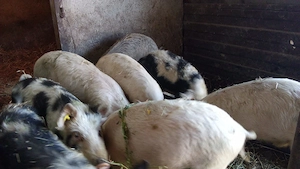 De vânzare purcei..... - imagine 2