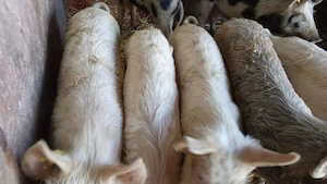 De vânzare purcei..... - imagine 3