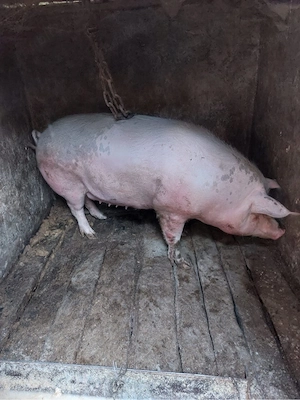 vand porc de carne  - imagine 2