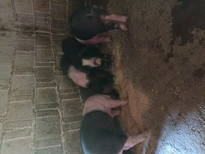 Vand purcei bazna - imagine 2