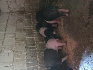 Vand purcei bazna - imagine 3