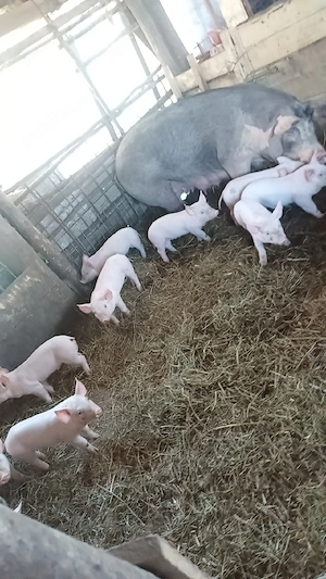 Vând purcea cu 10 porci  - imagine 2